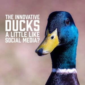 The Innovative Ducks a Little Like Social Media?